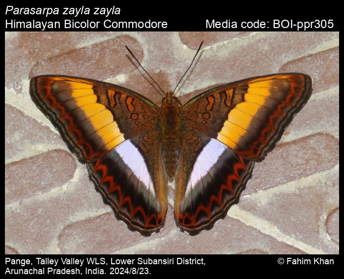 BUTTERFLY - アンコラ Parasarpa zayla - Wikipedia